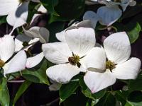 Biene auf Blüte des Japanischen Hartriegelbaumes